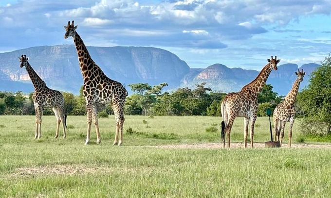 Mookgopong Autre | Vilagama Game Lodge