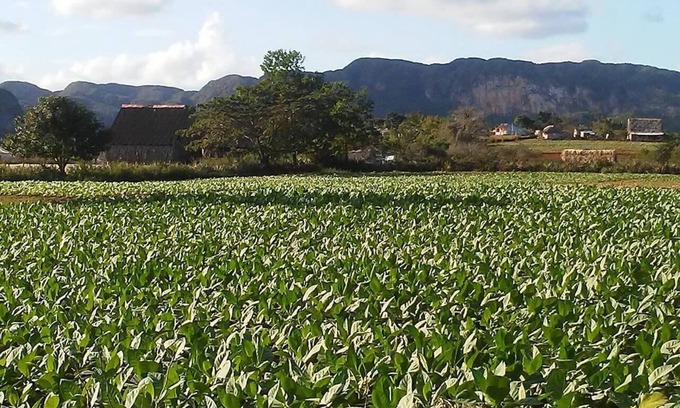 Vinales Villa | Villa Benito VIÑALES