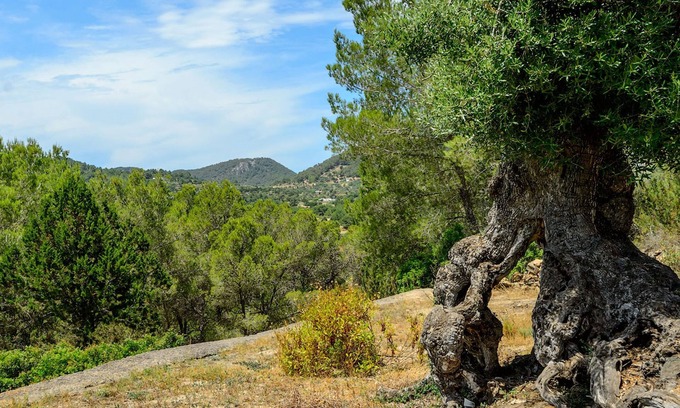 Sant Llorenc de Balafia Villa | Villa Can Rafalet in Ibiza