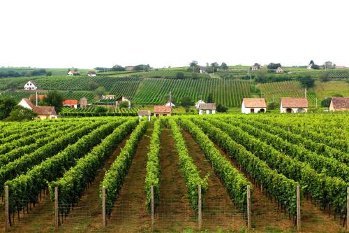 Villany Maison | Vojtek Pince Vendégház