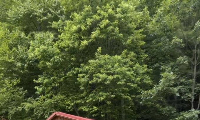 Northfork Cabine | Wards Creekside Cabins 04