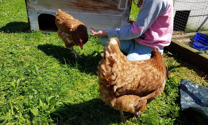 Hamurana Autre | Chaleur paisible et paisible ferme Bach Farmstay Rotorua