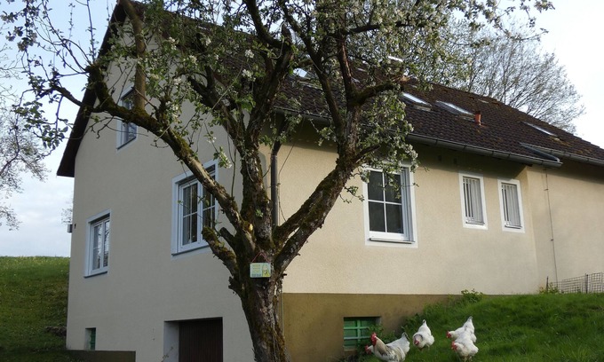 Goessweinstein Appartement | White chicken from Moschendorf