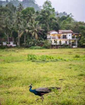 Kotapola Hôtel | Wildlife Kingdom - Deniyaya Sinharaja