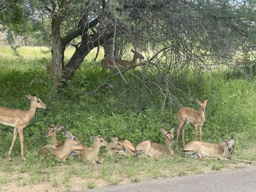 Marloth Park Maison | Wildlife Oasis