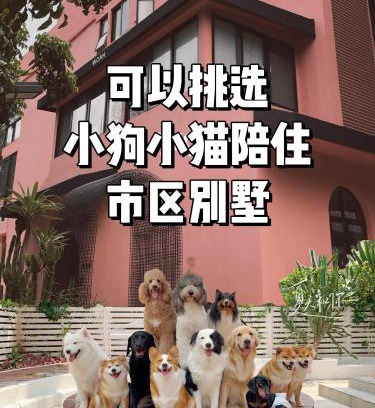 Nanshan Maison | Woah Puppy Home Guesthouse Woah小狗之家民宿