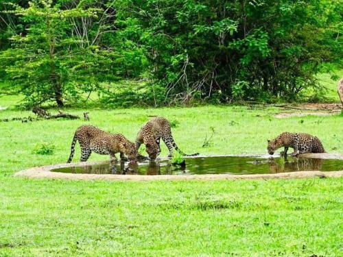 Palatupana Autre | Yala Leopard Mobile Camp