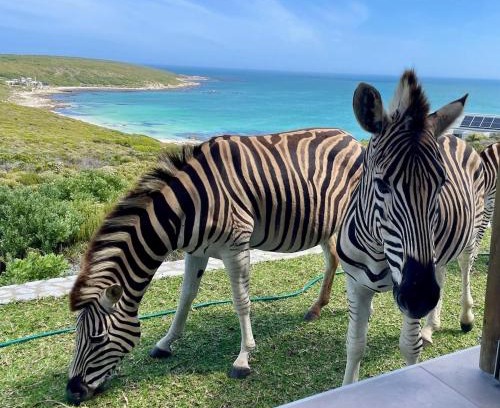 Gansbaai Maison | Zebra Views - Romansbaai Luxury Retreat