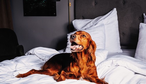 Chambre Double (Pet Friendly)