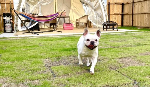 Tente (Dog Opera)