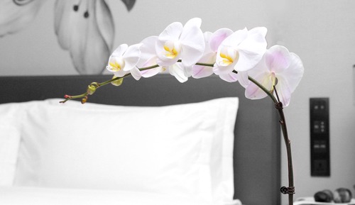Chambre Deluxe, 2 lits une place (Premier Twin Room)