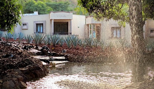 Silver King (No Barrica)