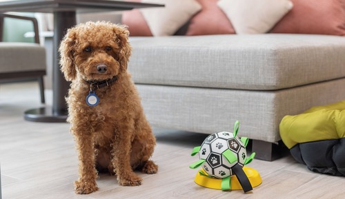 Suite Familiale (Dog Friendly w Courtyard)