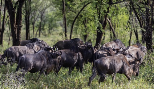 Suite Exécutive (Safari Experience)