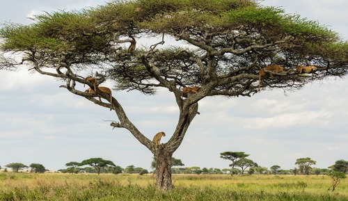 Suite Royale, 2 chambres (Safari Experience)