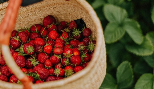 [Strawberry PKG] Suite(cooking/standard/bed)-Strawberry harvesting for 2(Jeonghyeon Strawberry Farm)