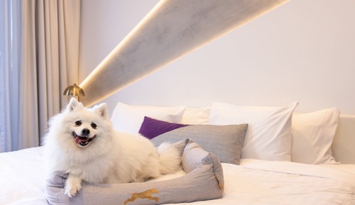 Chambre Standard, 1 très grand lit, balcon (Dog Friendly)
