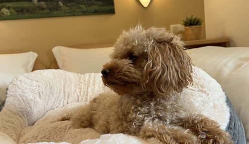 Chambre Double Standard