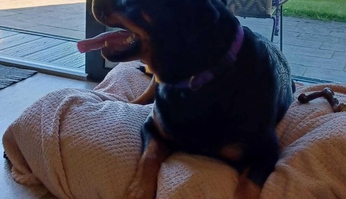 Cabane Familiale (Dog-Friendly Ocean View Pod)