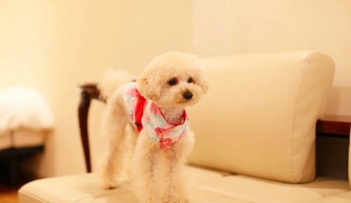 Villa Standard, non-fumeurs