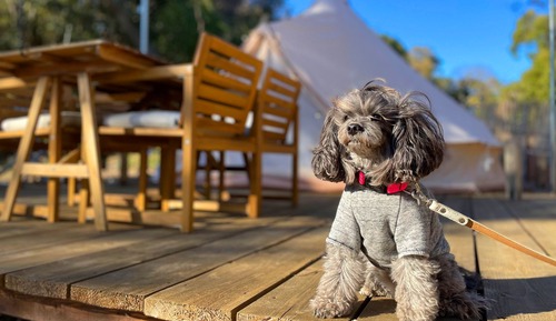 Tente Deluxe, non-fumeurs (Pet-friendly)