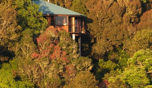 Tree House