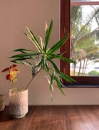 Kannur Maison | Arus Beach Home - THE BEACH FACING FAMILY SUITE