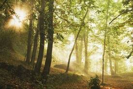 Castiglione di Garfagnana Autre | Wild Camping Paladini Forest floor pitch piazzola
