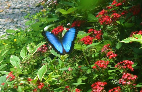 Boquete Maison | Ecoresort: We are Panamas leading honey producer and butterfly exhibit.