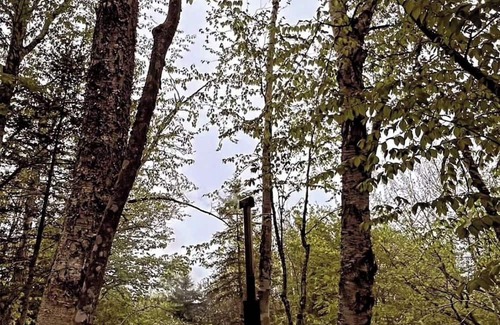 Hampstead Cabine | Secluded Lakefront Treetop Cabin with Nordic Spa