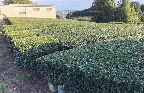 Shimada Maison | Entire building available Limited to one group p /Shimada Shizuoka