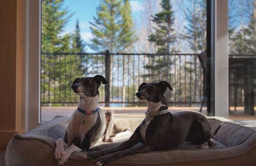 Le Granit Regional County Municipality Chalet De Ski | Ēlk - LAke and nature(dogs allowed)