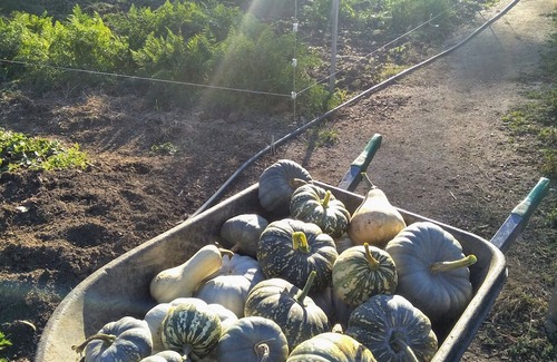 Metcalfe Maison | Unwind in a cosy bungalow in the midst of our organic permaculture mini-farm.