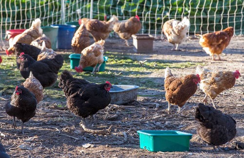 Metcalfe Maison | Unwind in a cosy bungalow in the midst of our organic permaculture mini-farm.