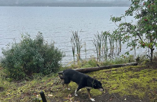 Lakelse Cabine | Cozy Semi-Off Grid waterfront Cottage with spacious property - Pet Friendly