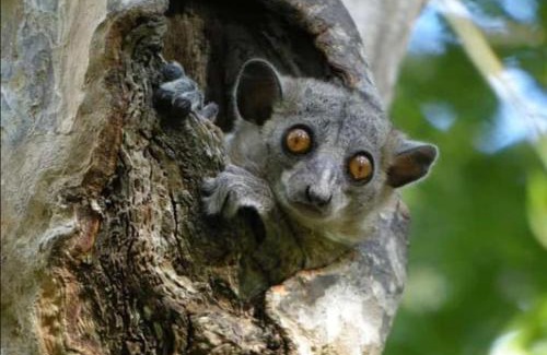 Morondava Autre | Madagascarmystery Tour Operator