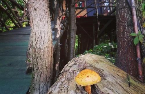 Cluj-Napoca Autre | Forest TreeHouse