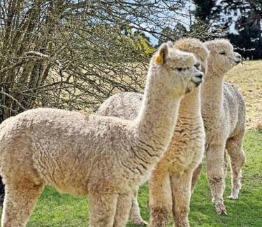 Romsey Maison | 'Hawthorn Park' Farm Homestead in Macedon Ranges