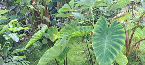 Tanna Island Maison | White Sand Ocean View Bungalow and Tours