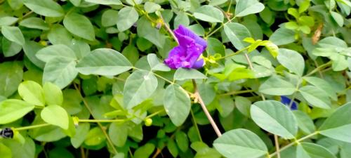Kamalapur Maison | RelaxInn home stay hampi