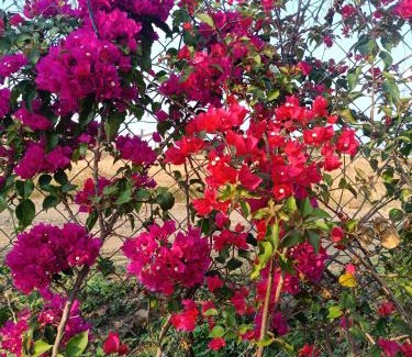 Nashik Maison | Delightful Champa - A farmstay