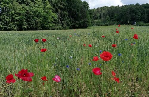 Obertrubach Appartement | Apfelbluete und Paradies