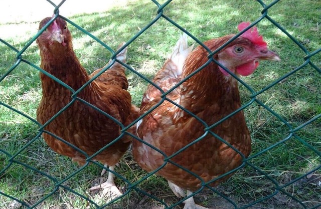 Holiday farm Hohe Drei Zinnen