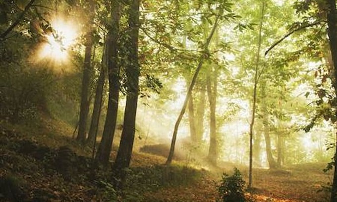 Castiglione di Garfagnana Autre | Wild Camping Paladini Forest floor pitch piazzola