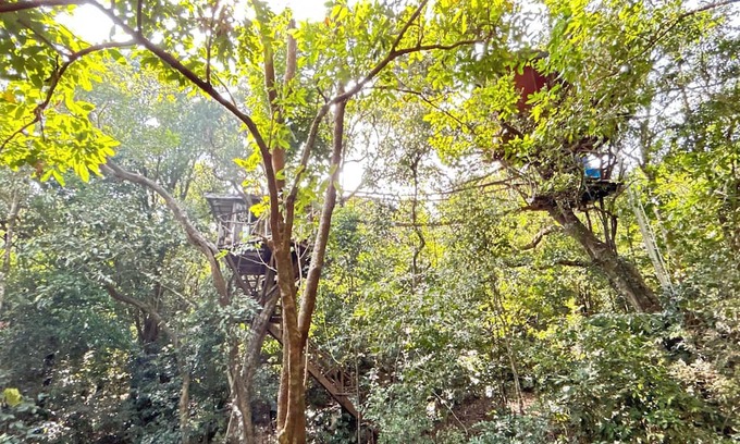 Sakleshpur Cabine | Treedom Treehouse Eco-Restoration getaway in the Jungles of South India