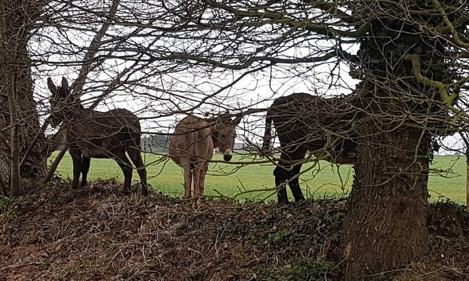 Brehan Maison | Ty Bihânes welcomes you to a peaceful setting in the heart of the countryside, surrounded by donkeys.